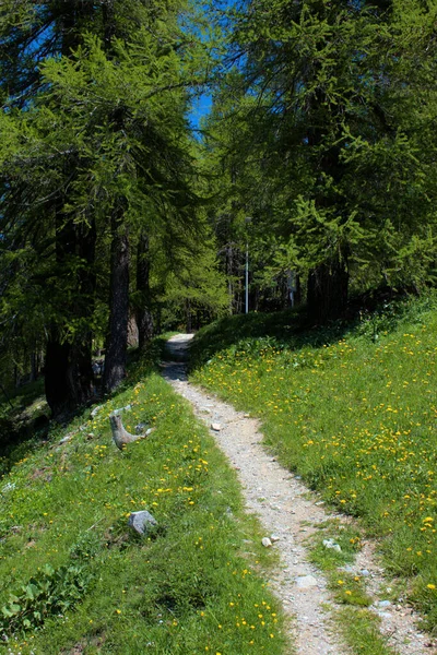 Pequena Maneira Entrar Uma Floresta Saint Moritz Suíça 2020 — Fotografia de Stock