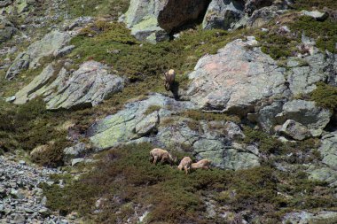 İsviçre 'de Julierpass' ın tepesinde 27.5.2020 'de kaprikornlar savaşıyor.