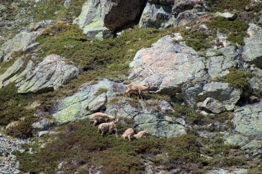 İsviçre 'de Julierpass' ın tepesinde 27.5.2020 'de kaprikornlar savaşıyor.