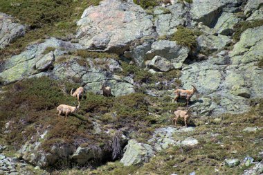 İsviçre 'de Julierpass' ın tepesinde 27.5.2020 'de kaprikornlar savaşıyor.