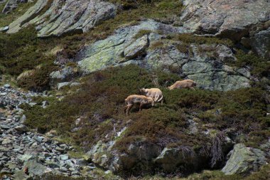 İsviçre 'de Julierpass' ın tepesinde 27.5.2020 'de kaprikornlar savaşıyor.