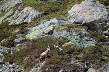 İsviçre 'de Julierpass' ın tepesinde 27.5.2020 'de kaprikornlar savaşıyor.