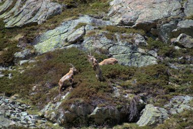 İsviçre 'de Julierpass' ın tepesinde 27.5.2020 'de kaprikornlar savaşıyor.