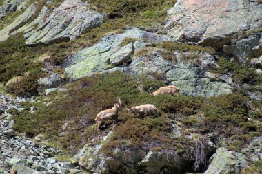 İsviçre 'de Julierpass' ın tepesinde 27.5.2020 'de kaprikornlar savaşıyor.