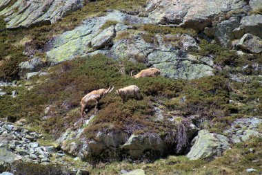 İsviçre 'de Julierpass' ın tepesinde 27.5.2020 'de kaprikornlar savaşıyor.
