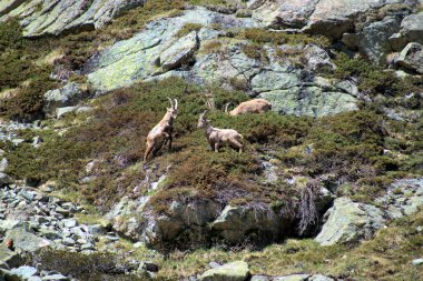 İsviçre 'de Julierpass' ın tepesinde 27.5.2020 'de kaprikornlar savaşıyor.