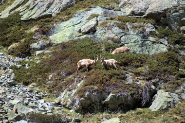 İsviçre 'de Julierpass' ın tepesinde 27.5.2020 'de kaprikornlar savaşıyor.