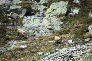İsviçre 'de Julierpass' ın tepesinde 27.5.2020 'de kaprikornlar savaşıyor.