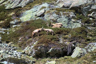 İsviçre 'de Julierpass' ın tepesinde 27.5.2020 'de kaprikornlar savaşıyor.