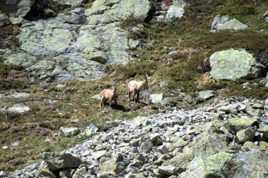 İsviçre 'de Julierpass' ın tepesinde 27.5.2020 'de kaprikornlar savaşıyor.
