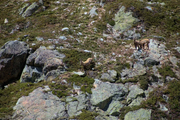 Fighting Capricorns Top Julierpass Switzerland 2020 — Stock Photo, Image