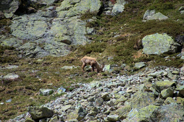 Capricornios Combate Cima Del Julierpass Suiza 2020 — Foto de Stock