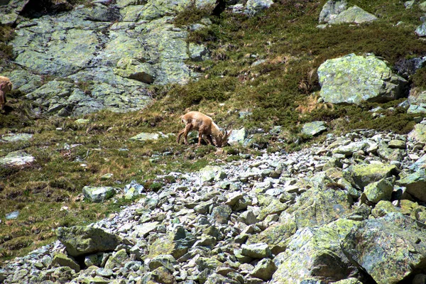 Fighting Capricorns Top Julierpass Switzerland 2020 — Stock Photo, Image