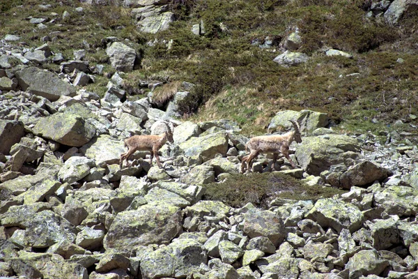 Capricornios Combate Cima Del Julierpass Suiza 2020 — Foto de Stock