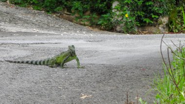Guadeloupe: Atlantik Okyanusu ve Karayip Denizi