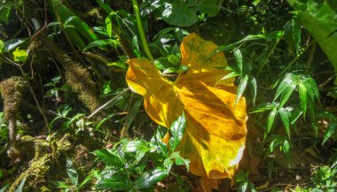 Guadeloupe: Atlantik Okyanusu ve Karayip Denizi