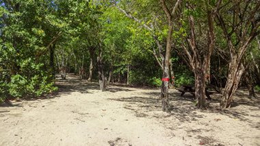 Martinique egzotik tatil deniz ve okyanus arasında