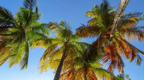 Exotische Vakanties Martinique Tussen Zee Oceaan — Stockfoto