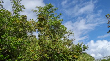 Martinique egzotik tatil deniz ve okyanus arasında