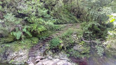 Levada do Furada, Ribeiro Frio 'dan Portela' ya gidiyor. Madeira, Portekiz 'de Pr11