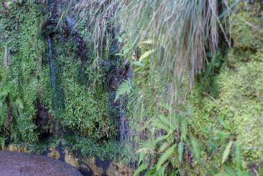 Levada do Furada, Ribeiro Frio 'dan Portela' ya gidiyor. Madeira, Portekiz 'de Pr11