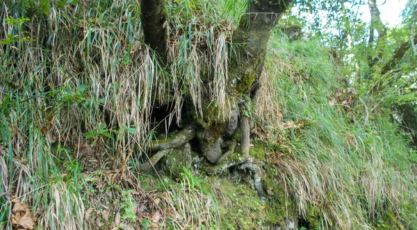 Vereda Dos Balcoes Passa Por Levada Fácil Bonito Caminho Madeira — Fotografia de Stock