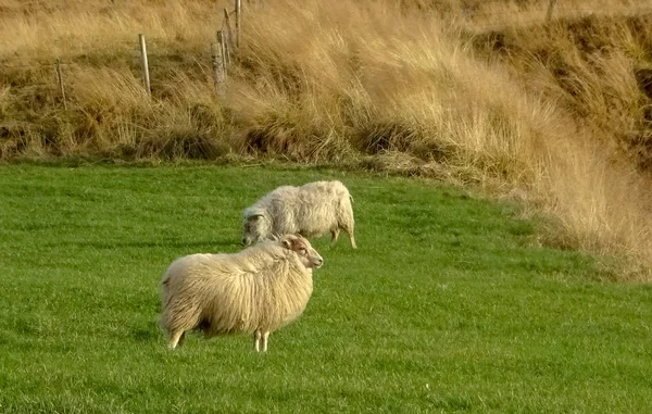 IJsland en verbazingwekkende IJslandse natuur en landschappen — Stockfoto