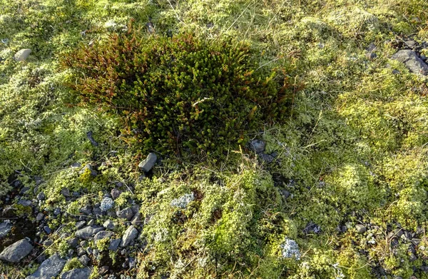 Island och fantastiska Isländska natur och landskap — Stockfoto