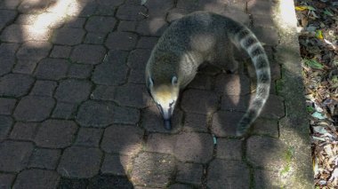 Iguazu şelaleleri. Arjantin ve Brezilya doğa mucizeleri biri