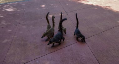 Iguazu şelaleleri. Arjantin ve Brezilya doğa mucizeleri biri