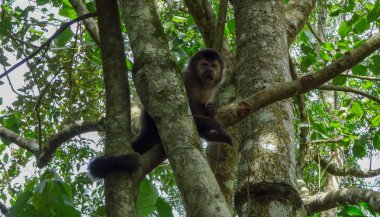 Iguazu şelaleleri. Arjantin ve Brezilya doğa mucizeleri biri