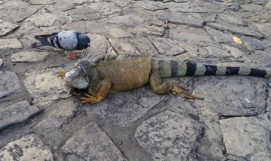 Iguanas parkında Yeşil Iguana makro görünümü