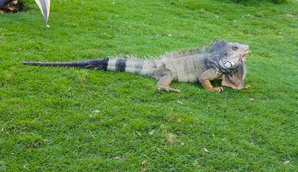 Zöld leguán makro nézetben a parkban Iguanas — Stock Fotó