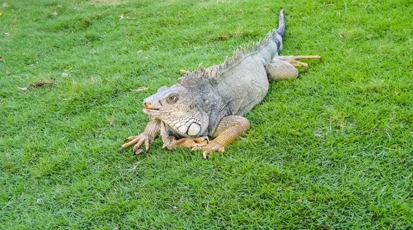 Grön Iguana Macro Visa i parken av leguaner — Stockfoto