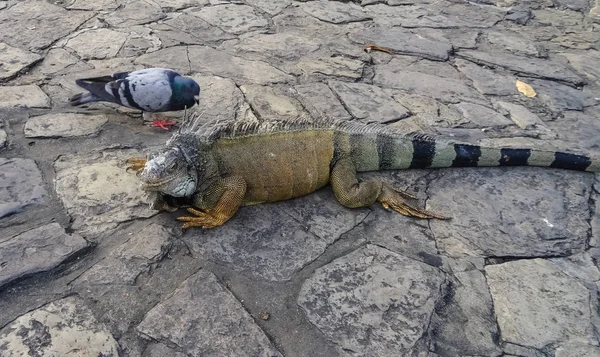 Iguanas parkında Yeşil Iguana makro görünümü