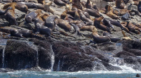Lobos marinos en las islas Palomino, excursión en Perú — Foto de Stock