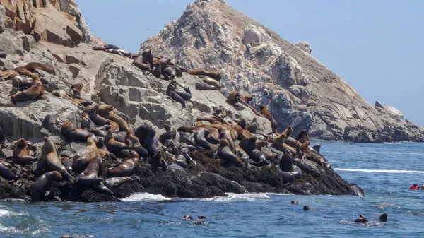 Leões marinhos nas ilhas Palomino, prisão no Peru — Fotografia de Stock