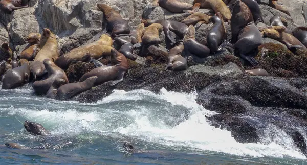 Leões marinhos nas ilhas Palomino, prisão no Peru — Fotografia de Stock
