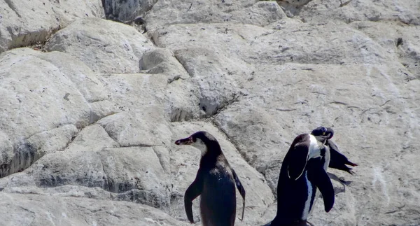 Leões marinhos nas ilhas Palomino, prisão no Peru — Fotografia de Stock