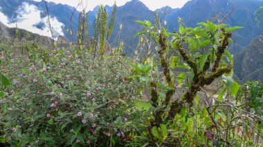 Peru'daki Machu Picchu dünyanın mucizelerinden biri.