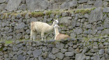 Lama üzerinde Machu Picchu, Peru
