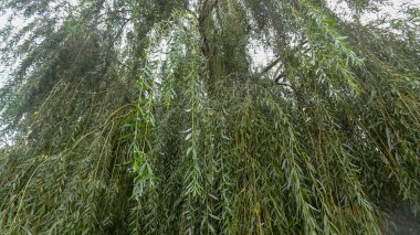 Mendoza Arjantin'in batısında güzel bir şehirdir.