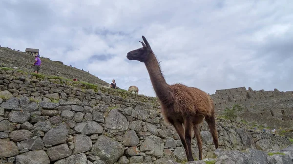 Lama na Machu Picchu, Peru — Zdjęcie stockowe