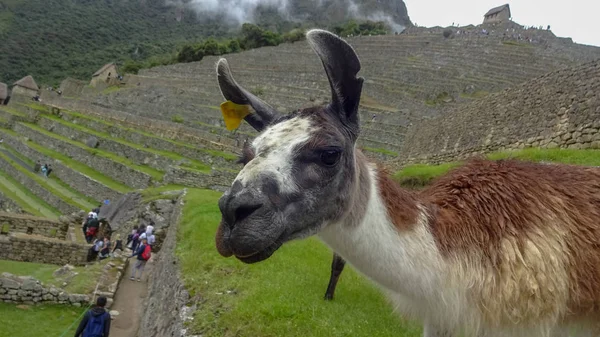 Лама на Мачу-Пікчу, Перу — стокове фото