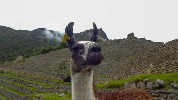 Lama sur Machu Picchu, Pérou — Photo