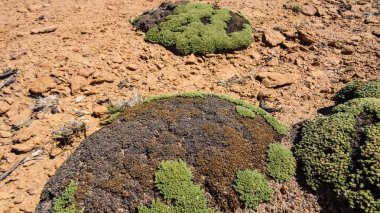 Bolivya'da çok alışılmadık doğası ile Yayla Altiplano
