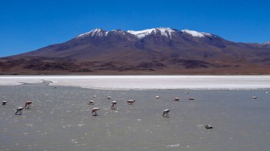 Bolivya'da çok alışılmadık doğası ile Yayla Altiplano
