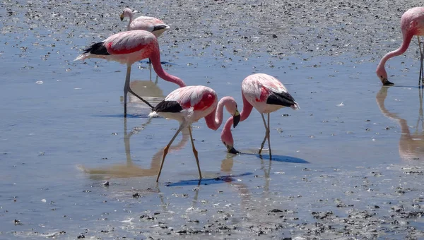 Bolivya'da çok alışılmadık doğası ile Yayla Altiplano