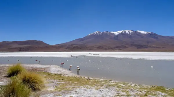 Hochebene Altiplano mit sehr untypischer Natur in Bolivien — Stockfoto