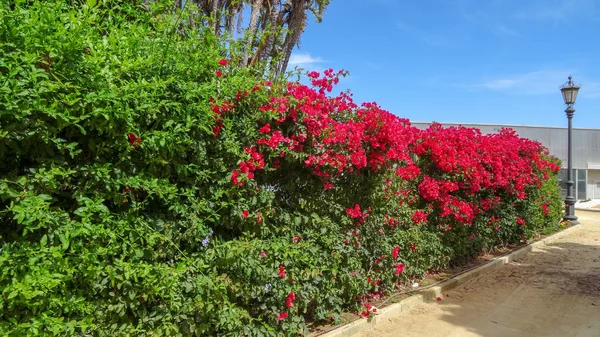 Cadiz is a very old city in the south of Spain — 스톡 사진